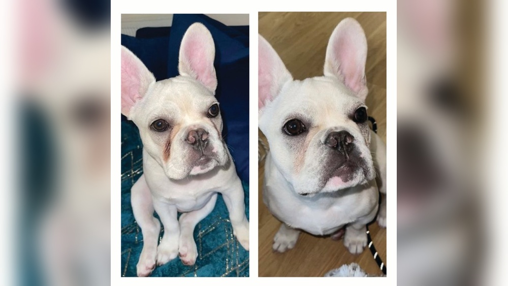 Best Face Wipes for Dogs