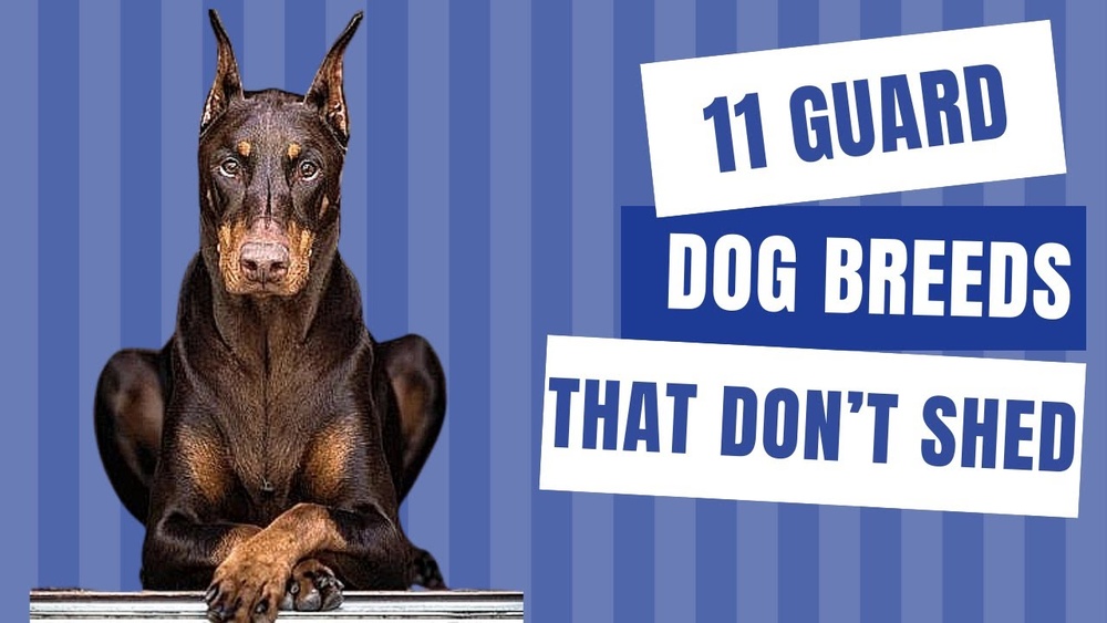 Best Family Guard Dogs That Dont Shed