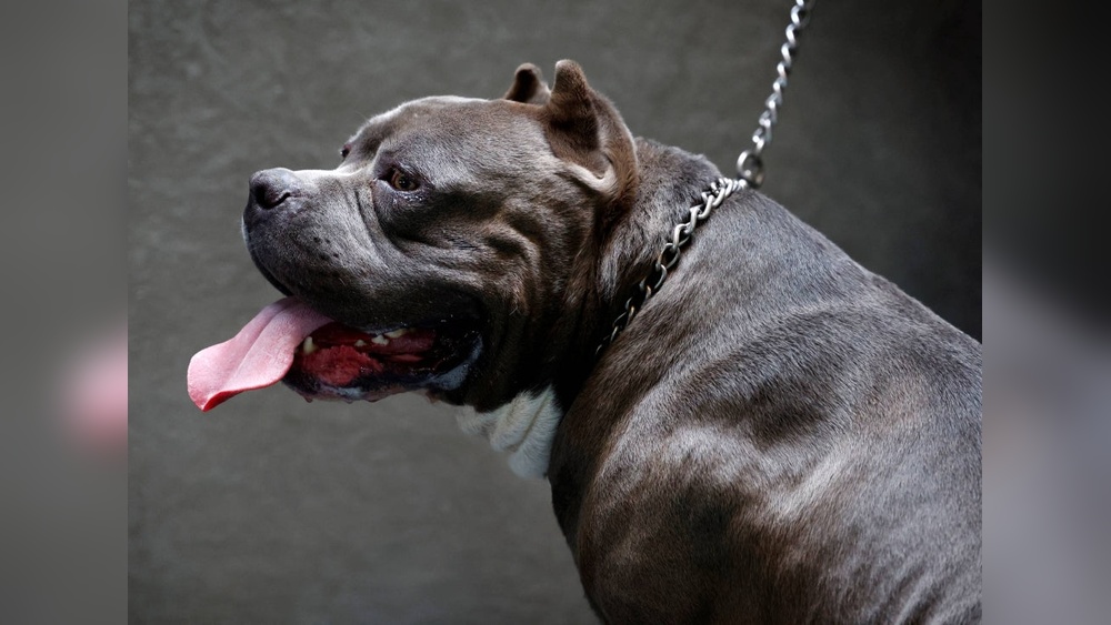 Best Fighting Dog in the World: Top Powerful Breeds Revealed