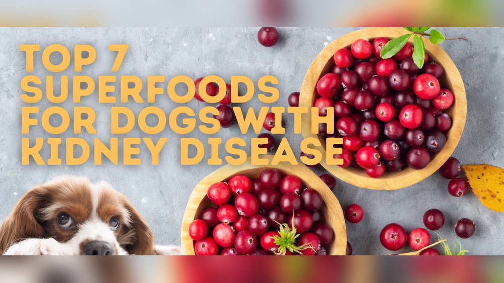 Best Fish for Dogs With Kidney Disease
