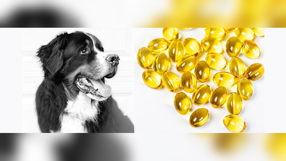 Best Fish Oil for Dogs With Cancer