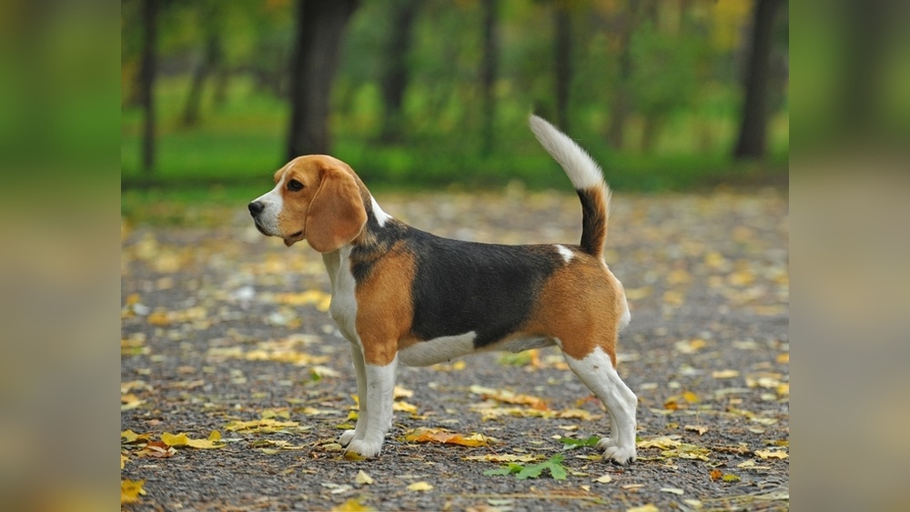 Best Food for Beagle Dogs