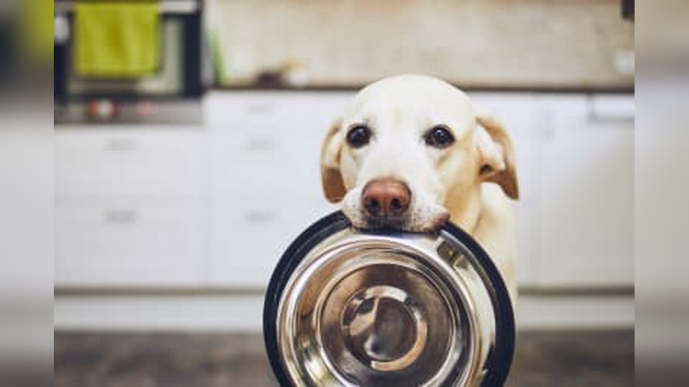 Best Food for Dog With Inflammatory Bowel Disease