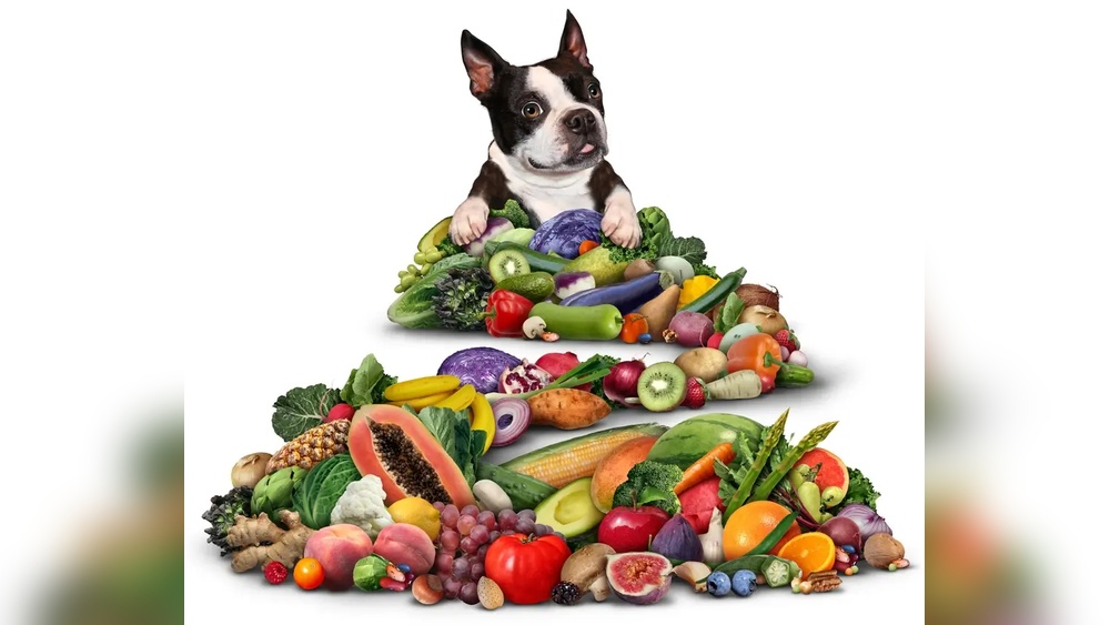 Best Food for Dogs Gut Health