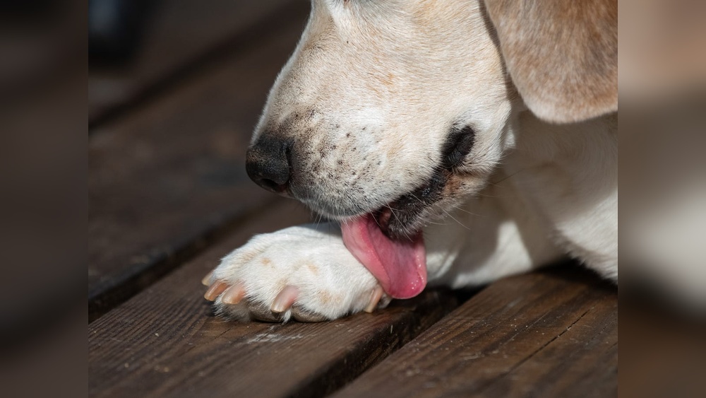 Best Food for Dogs Licking Paws