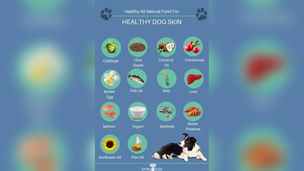 Best Food for Dogs Skin