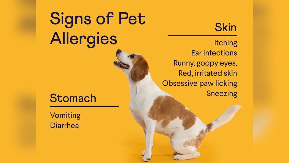 Best Food for Dogs With Chicken Allergy