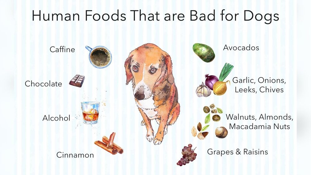 Best Food for Dogs With Digestive Issues