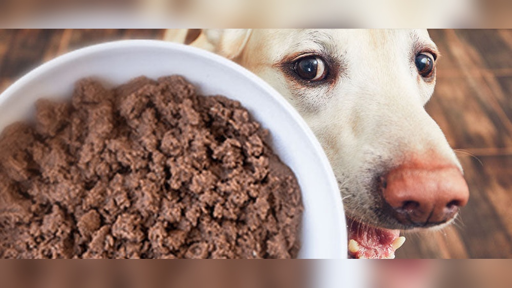 Best Food for Ibd in Dogs