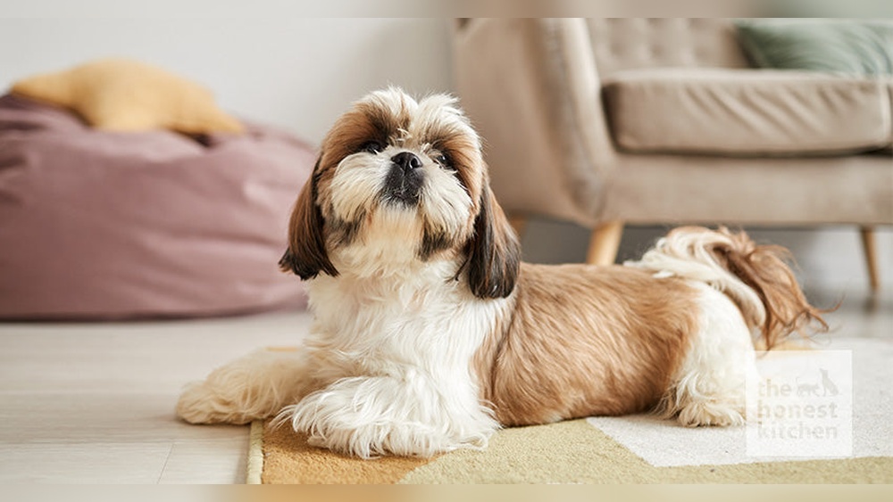 Best Food for Shih Tzu Dog