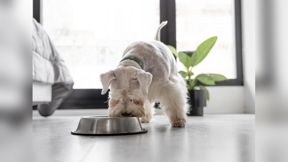Best Food for Underweight Diabetic Dog: Top Nutritious Picks