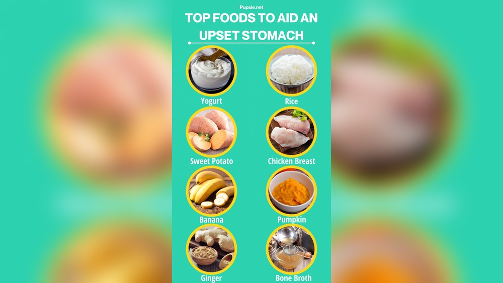 Best Food to Give Dog With Upset Stomach