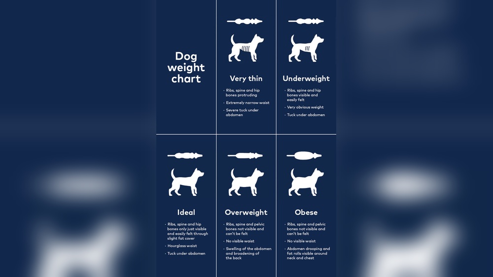 Best Food to Put Weight on a Dog