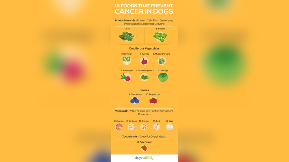 Best Foods for Dogs With Cancer