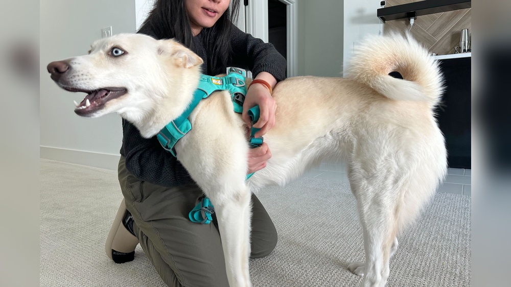 Best Front Clip Harness for Dogs