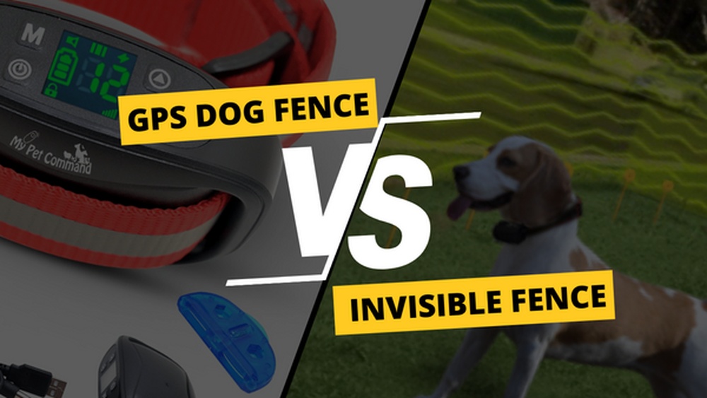 Best Geo Fence for Dogs