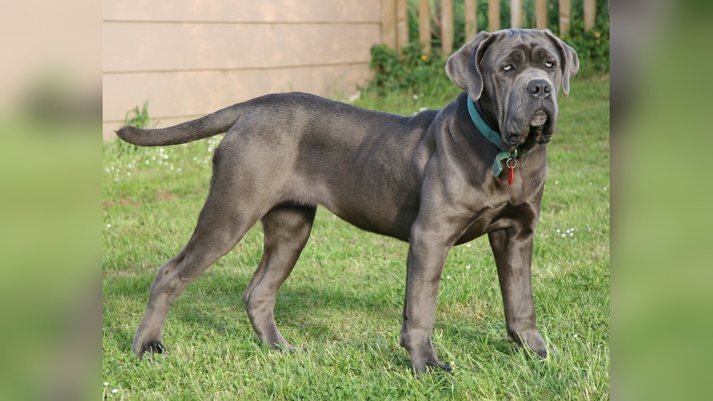 Best Giant Breed Family Dog