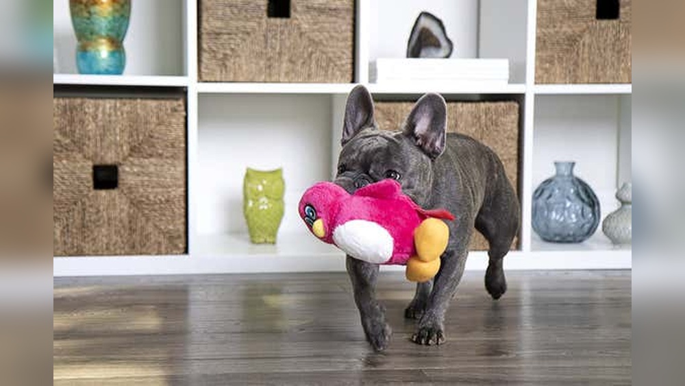 Best Gifts for Large Dogs