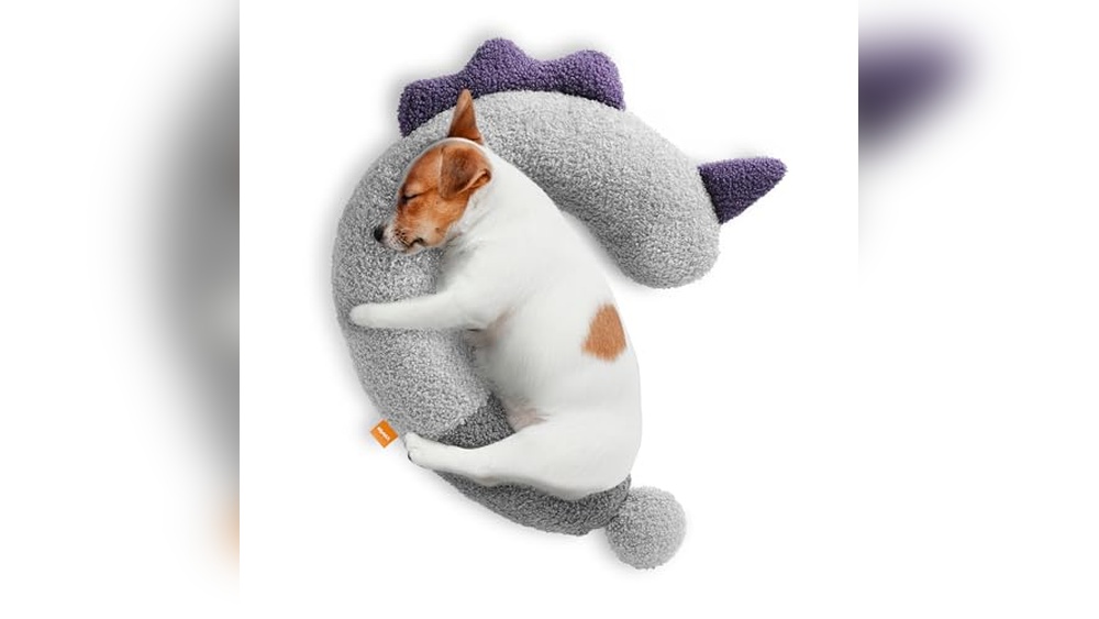 Best Gifts for Old Dogs