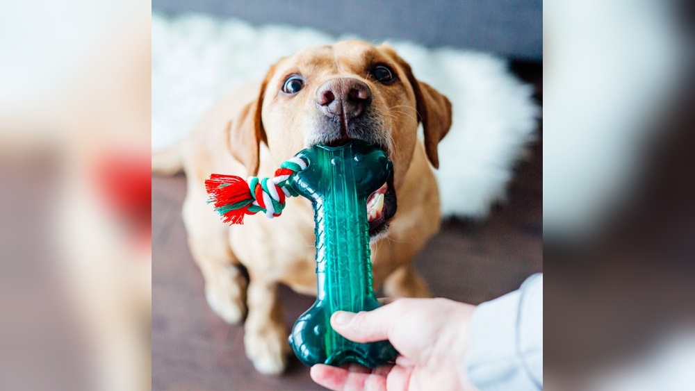Best Gifts for Old Dogs