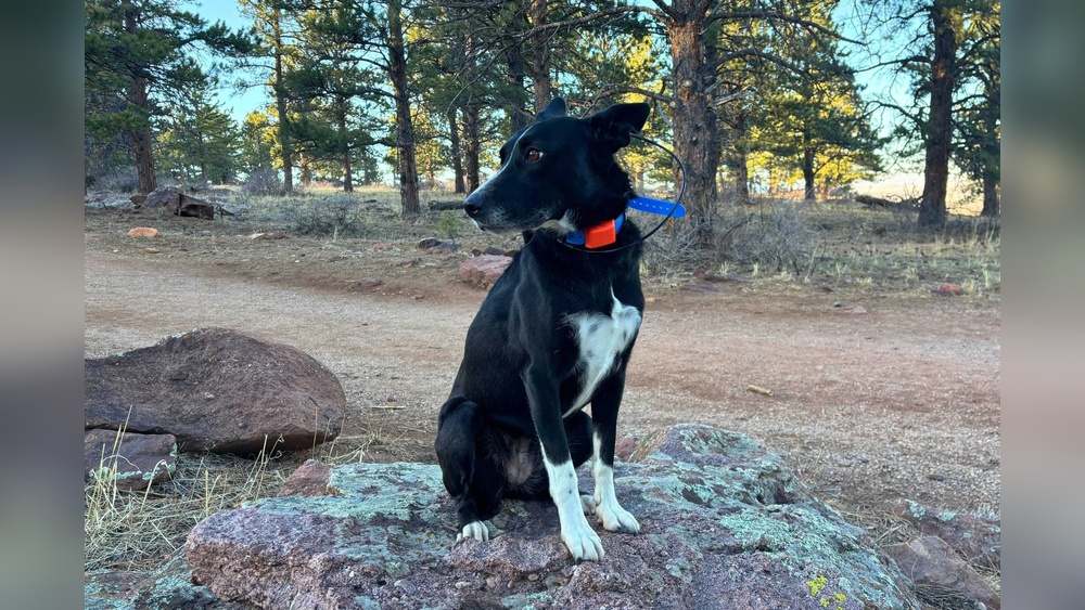Best Gps Dog Tracker for Rural Areas