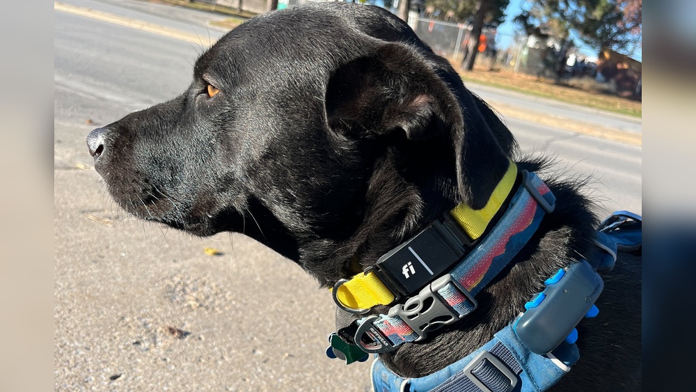 Best Gps Shock Collar for Dogs