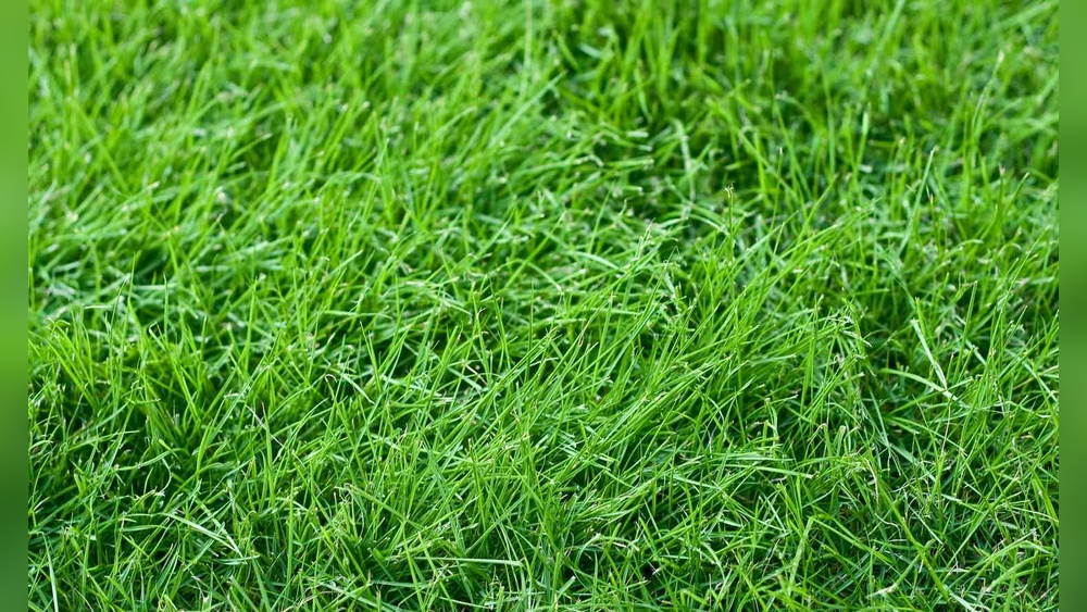 Best Grass for Dogs Pee