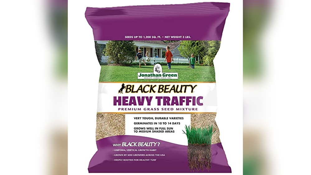 Best Grass for High Traffic Dogs And Shade