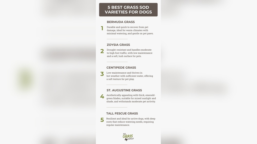 Best Grass for High Traffic Dogs And Shade