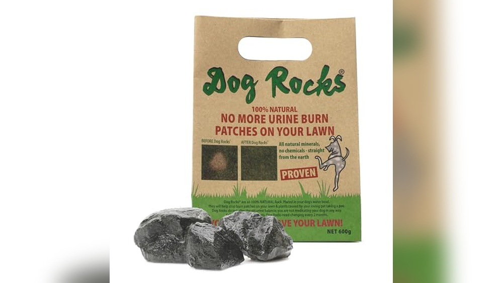 Best Grass for Yards With Dogs