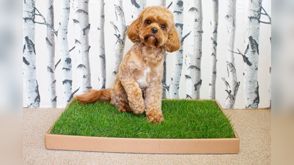 Best Grass Patch for Dogs