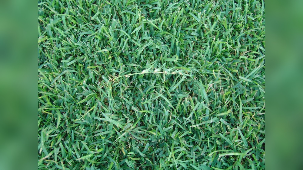 Best Grass Seed for Dog Traffic