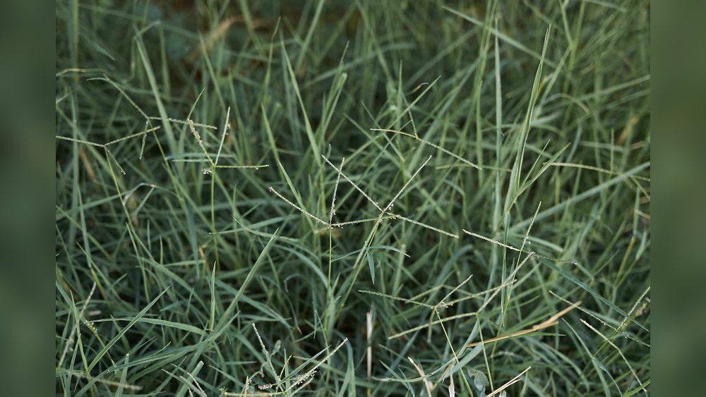 Best Grass to Plant for Dogs