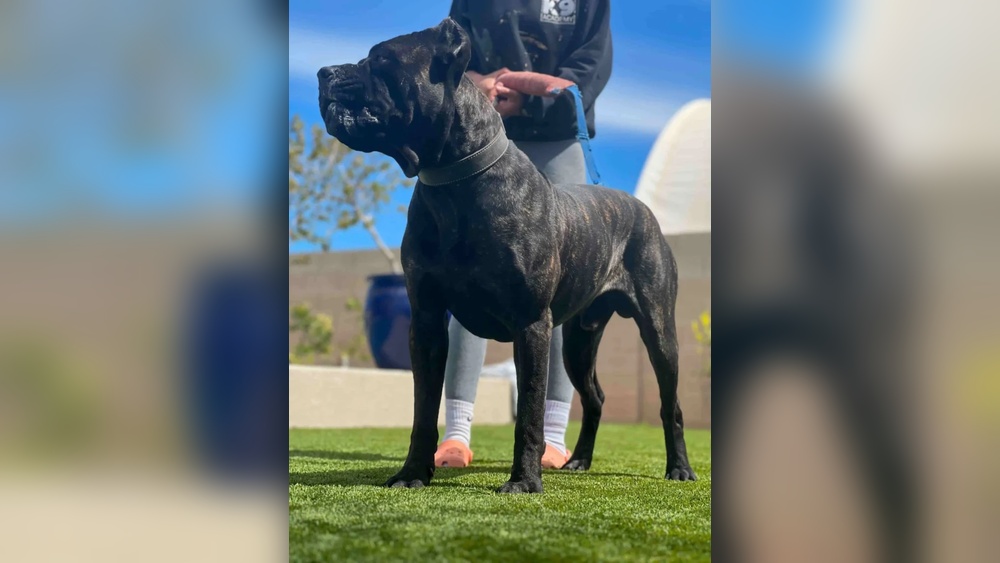 Best Guard Dogs Cane Corso