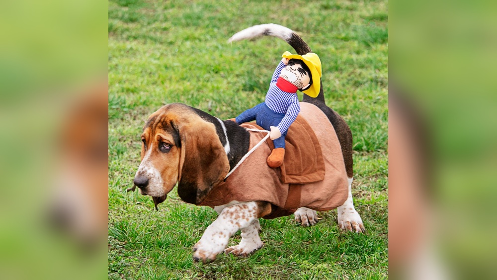 Best Halloween Costumes for Large Dogs