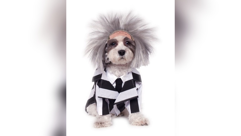Best Halloween Costumes for Small Dogs: Cute & Creative Ideas