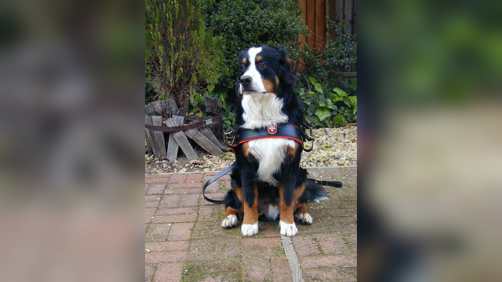 Best Harness for Bernese Mountain Dog