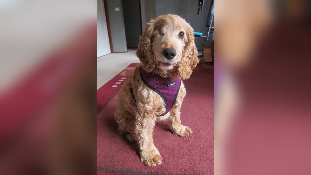 Best Harness for Blind Dog