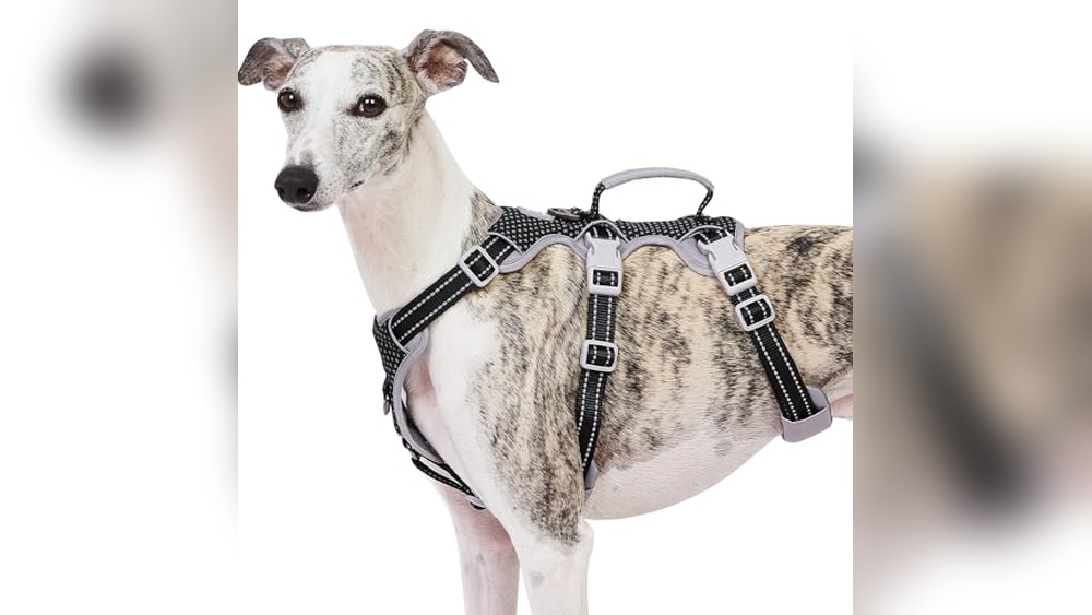 Best Harness for Deep Chest Dogs