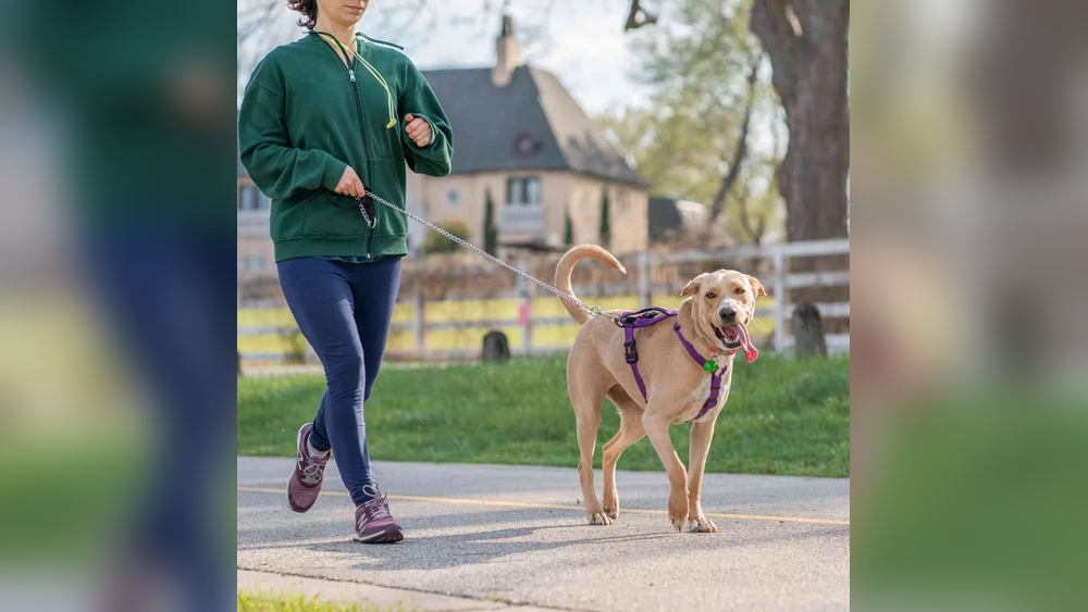Best Harness for Dogs to Stop Pulling