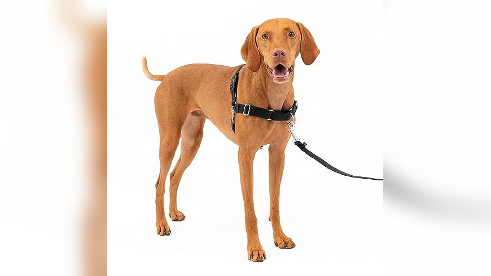 Best Harness for Dogs to Stop Pulling