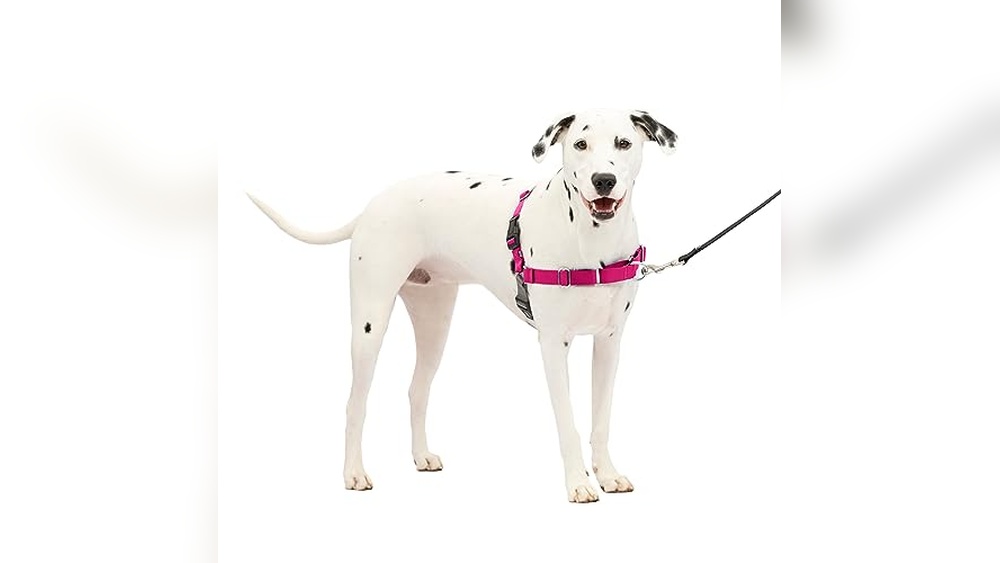 Best Harness for Dogs Who Hate Harnesses