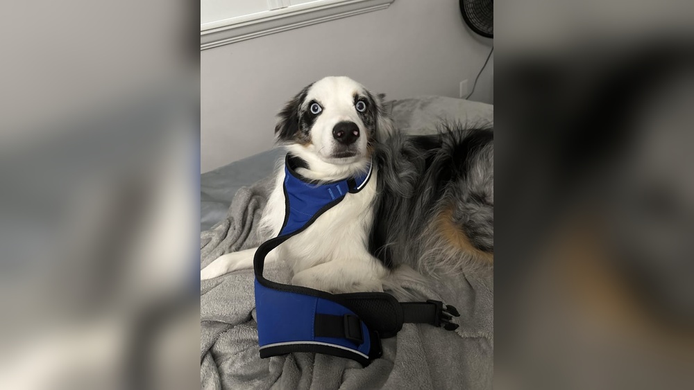 Best Harness for Dogs Who Hate Harnesses