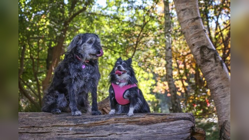Best Harness for Senior Dogs