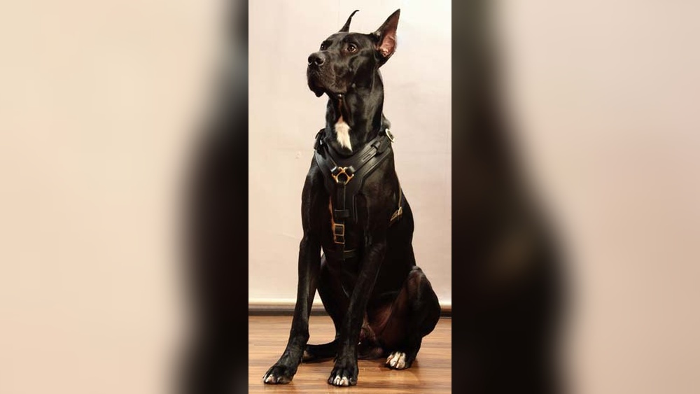 Best Heavy Duty Dog Harness