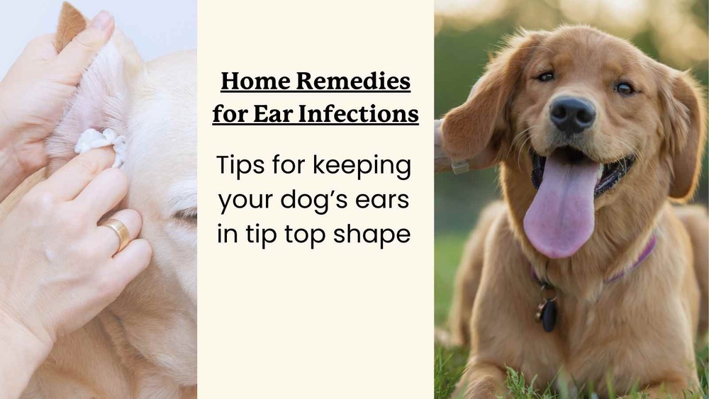 Best Home Remedy for Dog Yeast Ear Infection
