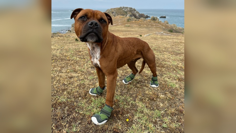 Best Hot Pavement Dog Shoes