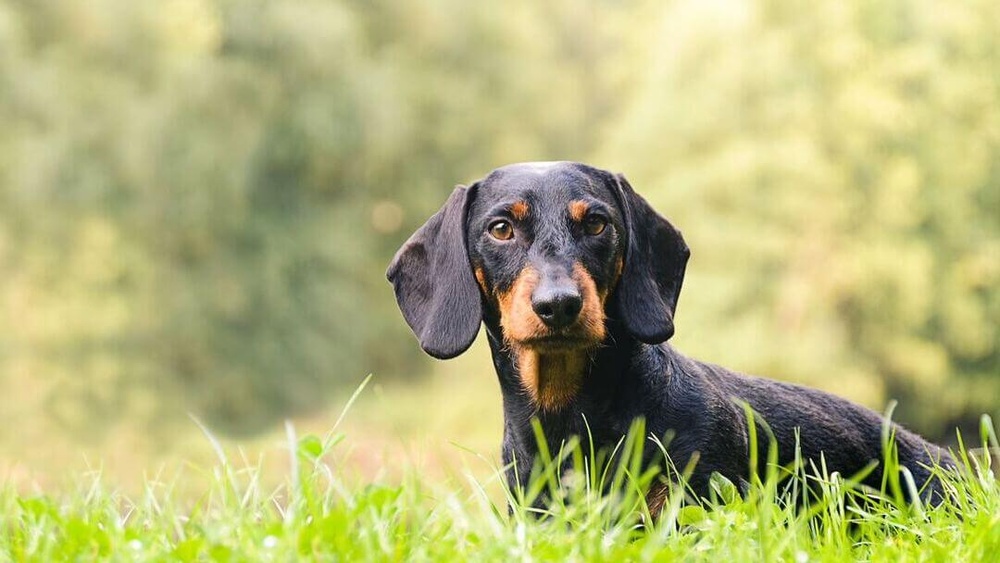 Best Hound Dogs for Families