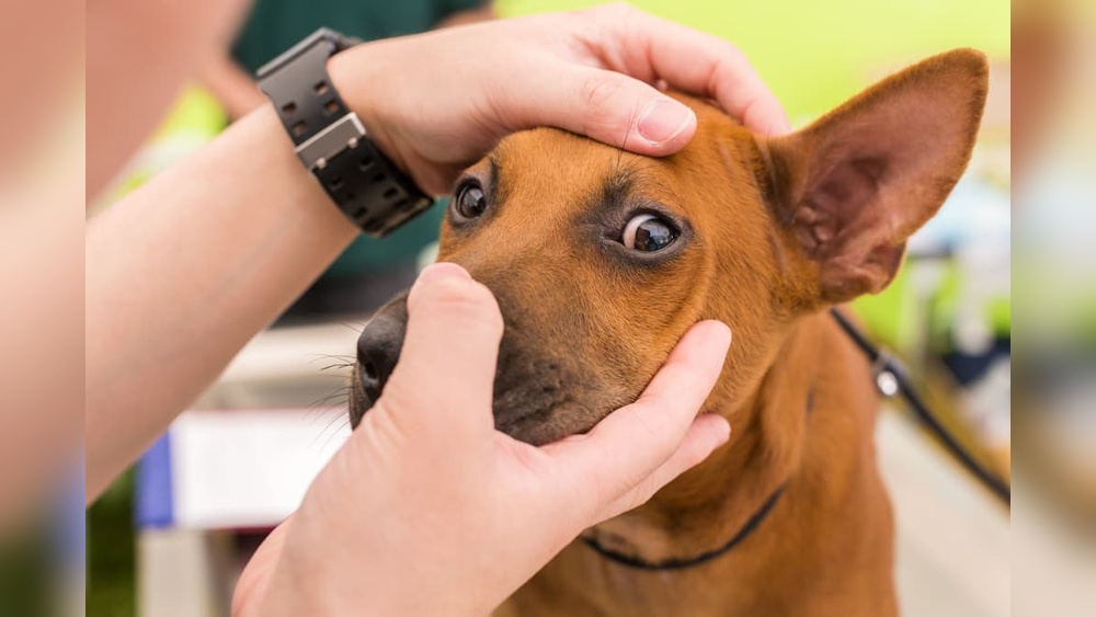 Best Human Eye Drops for Dogs