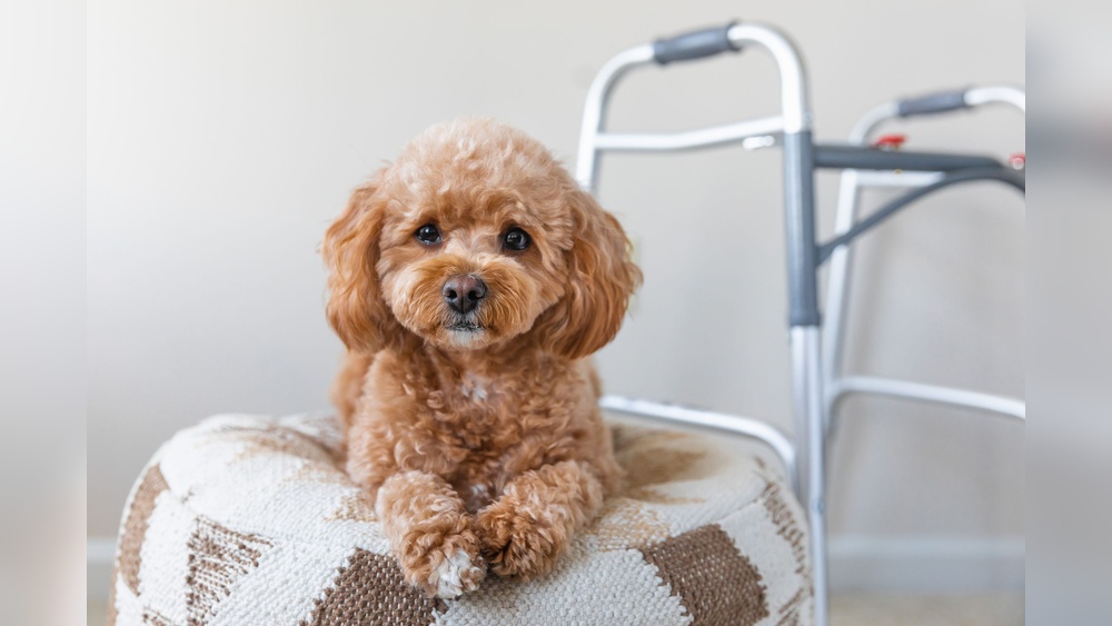 Best Hypoallergenic Dogs for Seniors